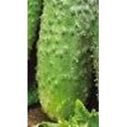 Огурец Король Рынка Ф1 фото