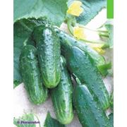 Семена огурца ПОТОМАК F1 1000сем. фото
