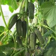 Огурец «Сирин» F1 500сем. Нунемс (Nunhems®) Голландия фото
