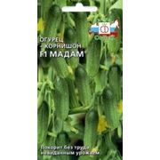 Огурец Мадам Ф1 фото