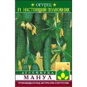 Огурец Настоящий Полковник Ф1 фото