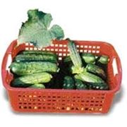 Огурец «ГЕКТОР» F1 10 000сем. Нунемс (Nunhems®) Голландия фото