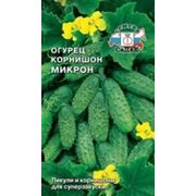 Огурец Микрон Ф1 фото