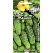 Огурец Мотылёк Ф1 фото
