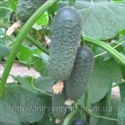 Огурец «Акилина» F1 500сем. Нунемс (Nunhems®) Голландия фото