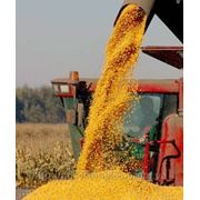 Семена кукурузы Кремень 200СВ фото