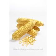 Семена Карамелло F1 - кукуруза сахарная, суперсладкого типа 60 дней (May Seed Group,Турция) фотография