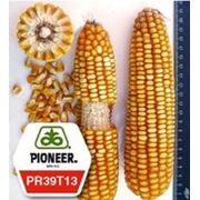 Кукуруза Pioneer PR39T13 фотография