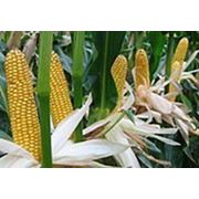 Семена кукурузы Днепровський 181СВ фотография