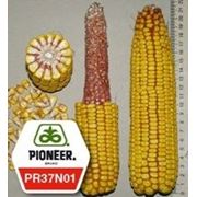Семена кукурузы пионер ПР37Н01 / PR37N01 (новий) ФАО 390 фото