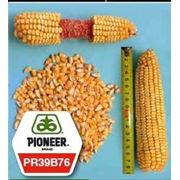 Гібрид кукурудзи Піонер ПР 39 А 50 ( Pioneer ) PR 39 A 50 ФАО 200 фотография
