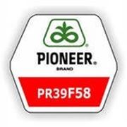 Гибрид кукурузы Пионер ПР 39 Ф 58 ( Pioneer PR 39 F 58 ) ФАО 290 фотография