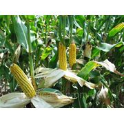 Семена кукурузы Пионер PR39R20 фото