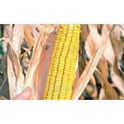 Семена кукурузы ДК-440 фото