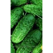 Огурец Тітус F1 фото