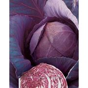 Семена капуста краснокочанная Рубин F1 производитель:Tezier Франция (количество семян в упаковке 1000 шт) фотография