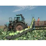 Транспортёр для уборки овощей ТО-300 фотография