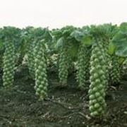 Семена капуста брюсельская Франклин F1 производитель: Bejo Zaden Нидерланды (количество семян в упа фотография