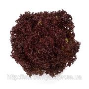 Салат Кармези 1000 с Рийк Цваан (Rijk Zwaan) фото