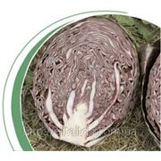 Семена капусты краснокочанной Родон F1 (2500 семян) Никерсон-Цваан фото