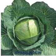 Семена капусты Амтрак F1 2500 сем.Бейо заден. фото