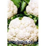 Семена продажа ГУДМЕН 2500 сем. Бейо заден. фото