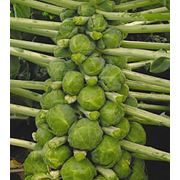 Капуста брюссельская Геркулес фото