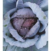 Капуста краснокочанная Поздняя Красавица фото