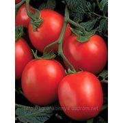 Семена томат Рио Гранде Производитель: United Genetics США (количество семян в упаковке 500грам.) фото