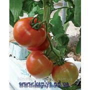 Семена томата высокорослого Симба 1000 сем. Ларк сидс. фото