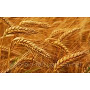 Семена озимой пшеницы “АСТЕТ“ фото