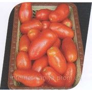 Семена томата Хердон F1 5000 сем.Seminis. фото