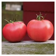 Семена томат Афен F1 производитель:Tezier Франция (количество семян в упаковке 1000шт) фотография