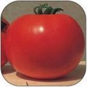 Семена томат Прима F1 производитель:Tezier Франция (количество семян в упаковке 5 г) фото