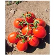 Семена томата Ангел F1 для промышленной переработки (May Seed Group,Турция) фото