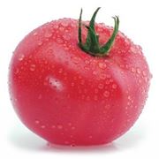 Семена розового томата Касамори F1 (KS 7500 F1) Очень ранний розовый томат для теплиц