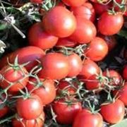 Семена томат Уно Россо F1 Производитель:UnGenetics США (семян в упаковке 10 000 шт, ) фотография
