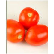 Семена сортового томата Миссури (May Seed Group,Турция) фотография