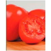 Семена сортового томата Рио Гранде (May Seed Group,Турция) фото