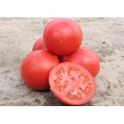 Семена томат Тарпан F1 производитель: Nunhems Голландия (Количество семян в упаковке 1000 штук.) фото