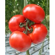 Семена томат Бетмен F1 производитель:Tezier Франция (количество семян в упаковке 500 шт) фотография