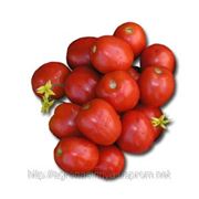 Семена томат Лампо F1 производитель: Nunhems Голландия (Количество семян в упаковке 5000штук.) фото