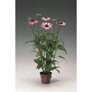 Echinacea purpurea, Эхинацея пурпурная - Prairie Spendor™, Сингента - 1000, 500, 250, 100 семян фото