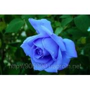 Семена голубой розы Blue Rose фото