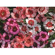 Dianthus chinensis, гвоздика китайская - Super Parfait™, Сингента - 1000, 500, 250, 100 семян