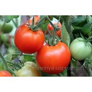 Семена томат Полбиг F1 Производитель: Bejo Zaden Нидерланды (количество семян в упаковке 5 г) фото