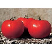 Семена томат Леандра F1 Производитель:Tezier Франция (количество семян в упаковке 5г ) фото