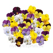 Viola cornuta, виола рогатая - Endurio® F1, Сингента (Goldsmith Seeds) - 1000, 500, 250, 100 семян фото