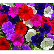 Petunia milliflora, петуния мелкоцветковая - Picobella Cascade™ F1, Сингента - 1000, 500, 250, 100 с фото