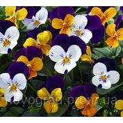 Viola cornuta, виола рогатая - Penny™ F1, Сингента (Goldsmith Seeds) - 1000, 500, 250, 100 семян фото